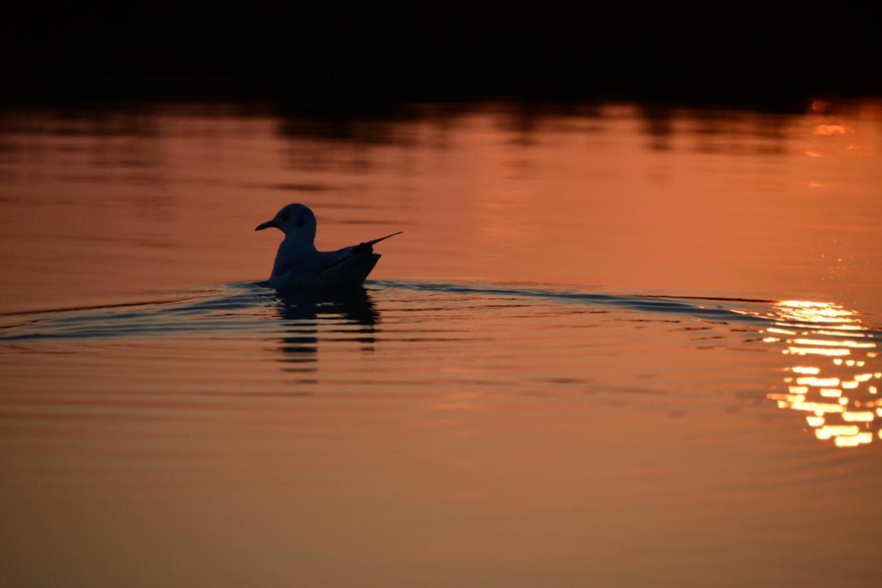Agriturismo Venice Photobirding Tessera Ngoại thất bức ảnh