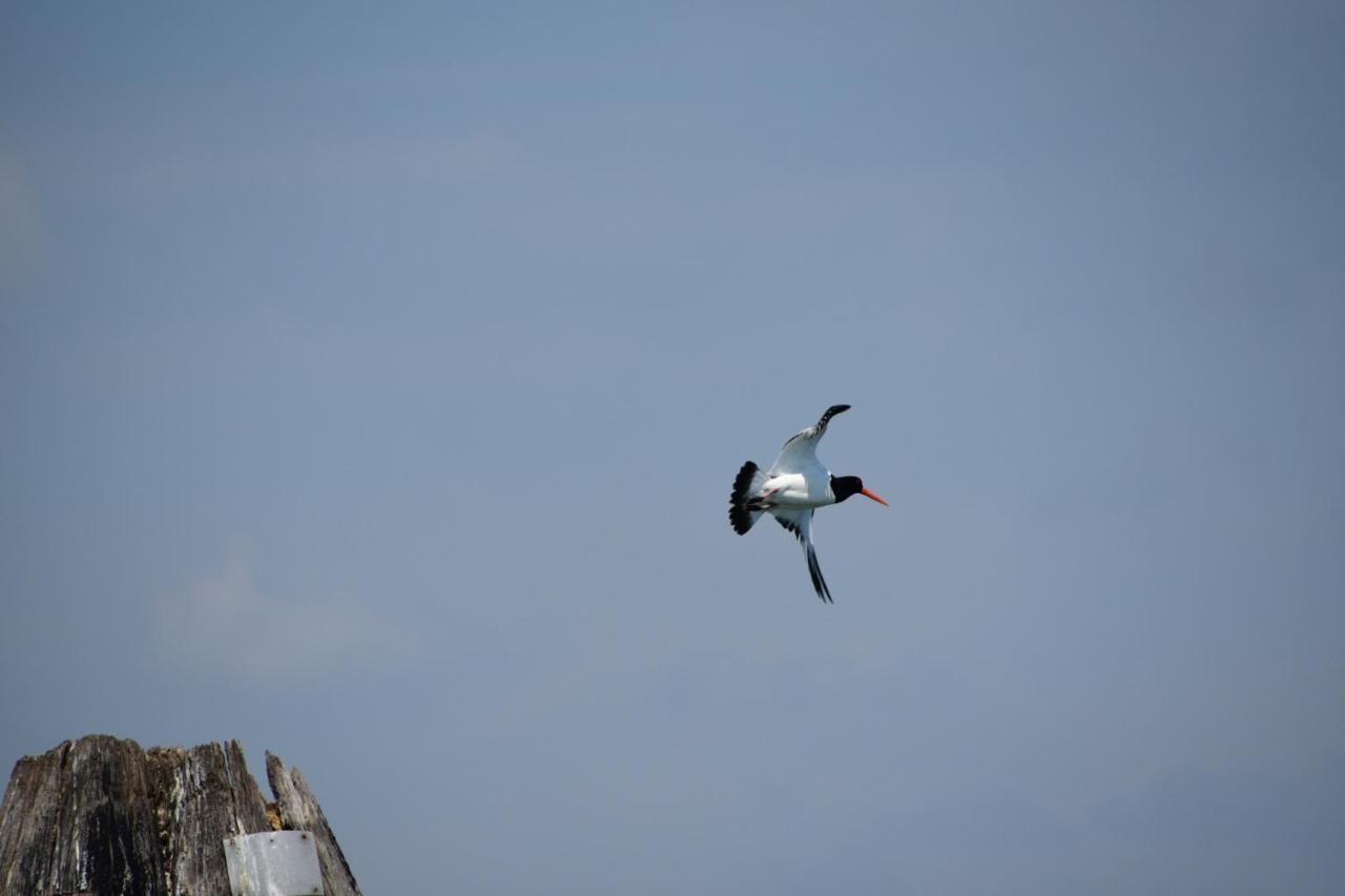Agriturismo Venice Photobirding Tessera Ngoại thất bức ảnh